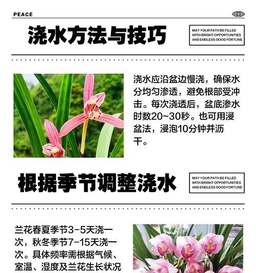 春季兰花浇水技巧有哪些？