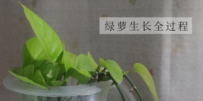 绿萝发芽的过程和条件是什么？