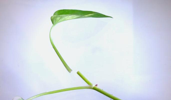 绿萝发芽的过程和条件是什么？