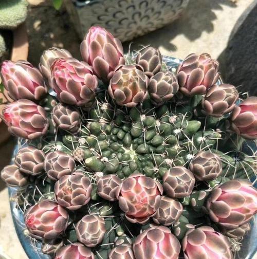 仙人球不开花怎么办？