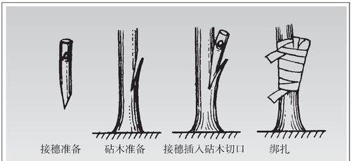 五叶梅的繁殖方法有哪些？
