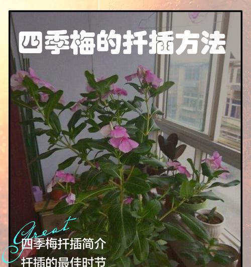 五叶梅的繁殖方法有哪些？