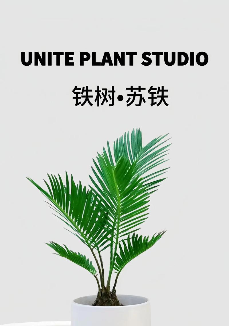 盆景铁树的养殖技巧有哪些？