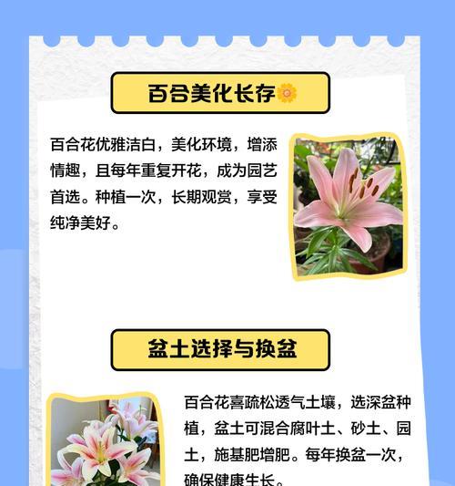 百合花种植的步骤和注意事项有哪些？
