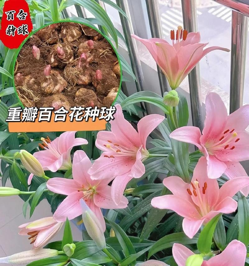 百合花种植的步骤和注意事项有哪些？
