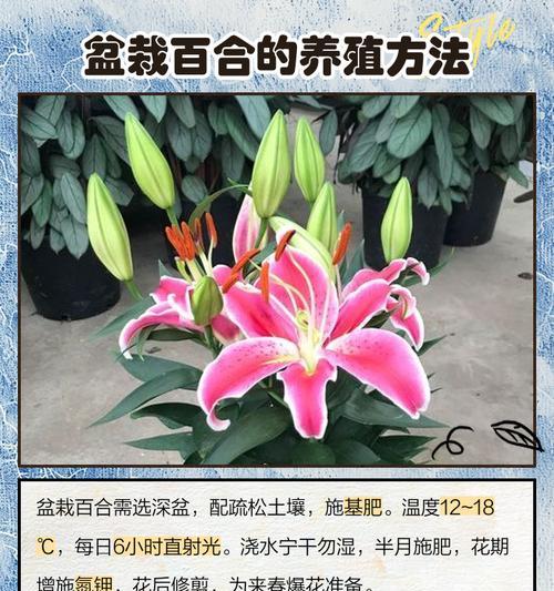 百合花种植的步骤和注意事项有哪些？