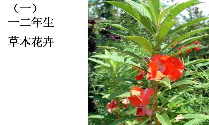 花卉具体指的是什么？花卉的定义和分类是什么？