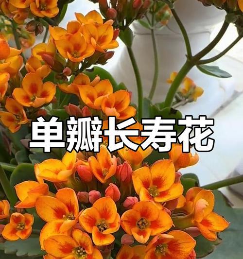 长寿花单瓣品种有哪些？如何养护？