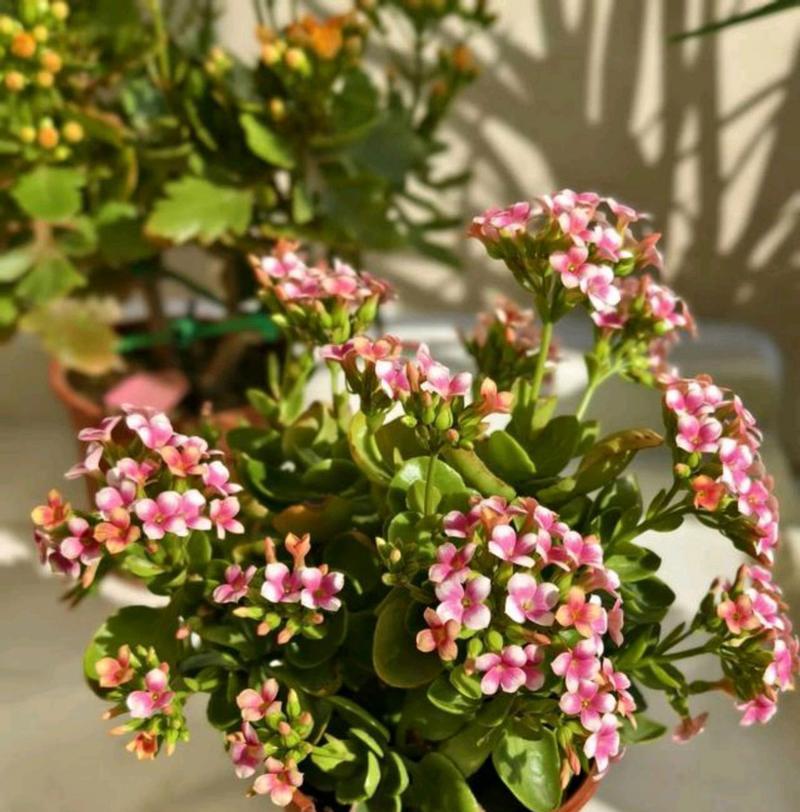 长寿花单瓣品种有哪些？如何养护？