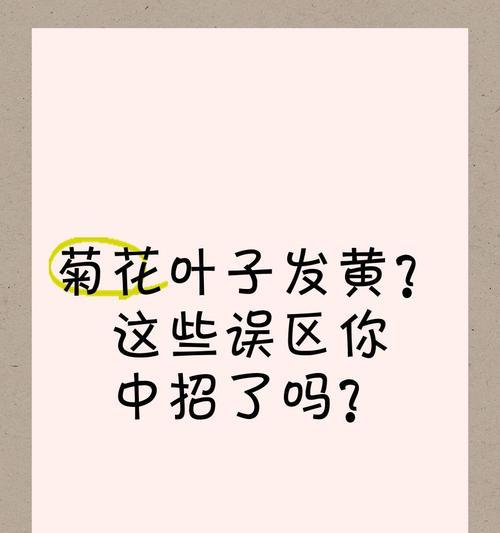 菊花发黄的解决方法是什么？