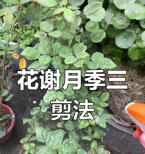 月季花修剪技巧有哪些？