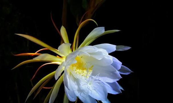 昙花的特征：昙花的外观和生长习性是什么？