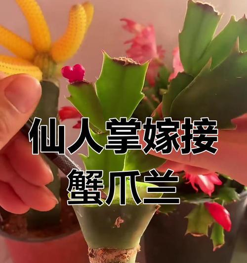 嫁接蟹爪兰需要施用哪种肥料？