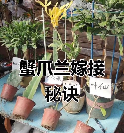 嫁接蟹爪兰需要施用哪种肥料？