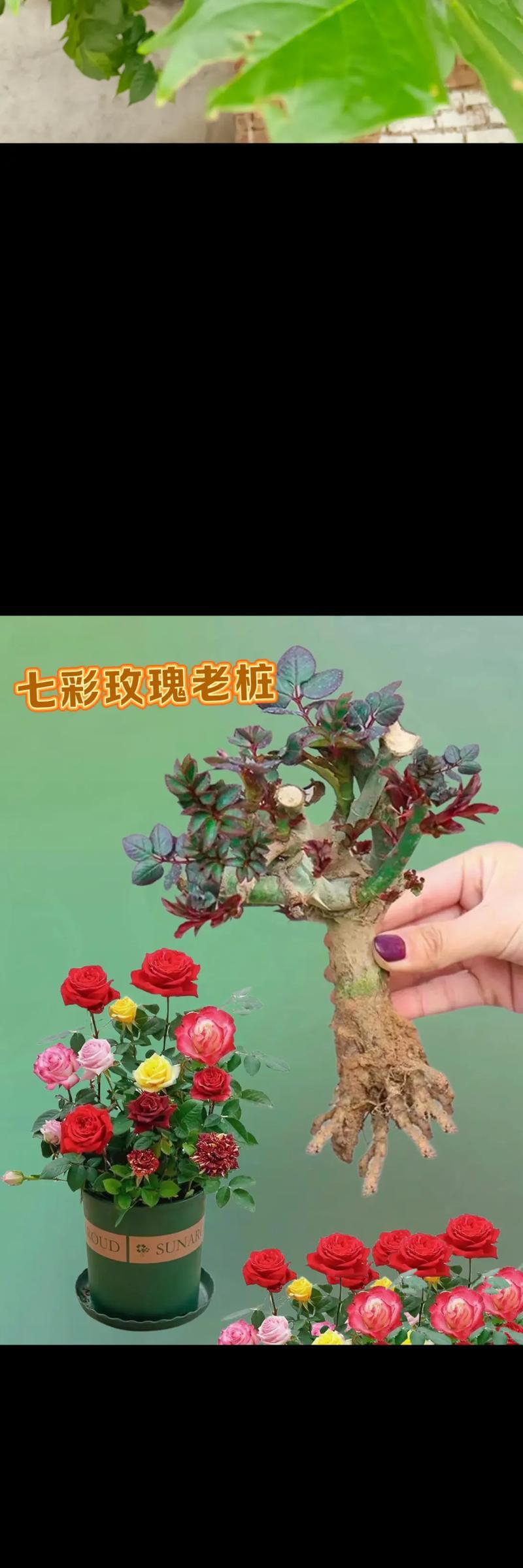 玫瑰移栽的最佳时机和方法是什么？需要注意什么？