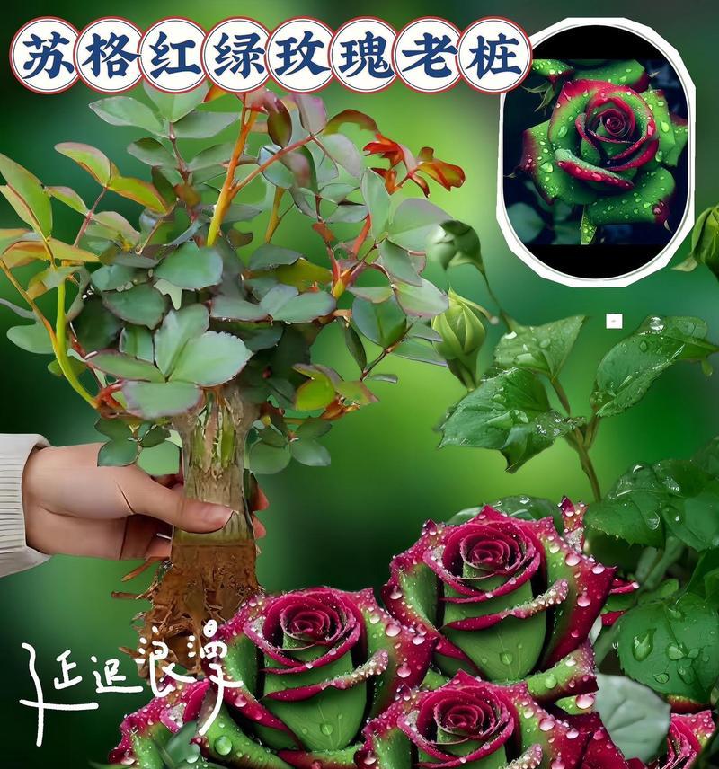 玫瑰移栽的最佳时机和方法是什么？需要注意什么？