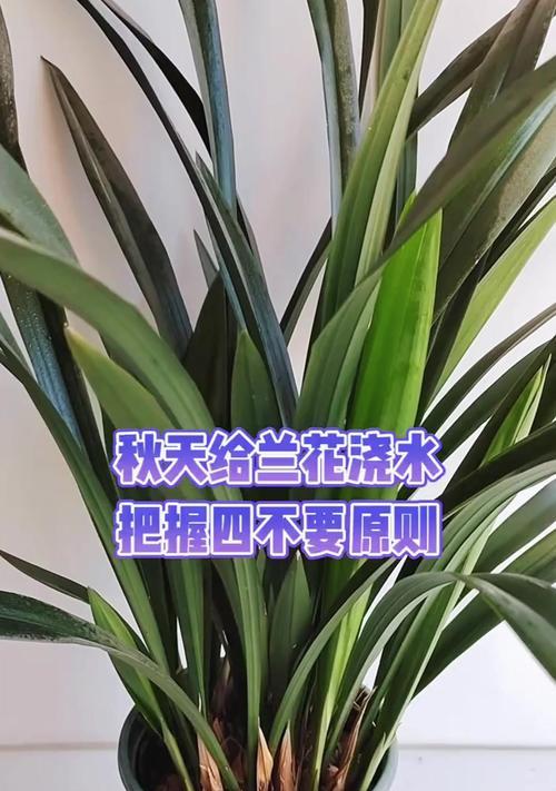 兰花的最佳浇水时机是什么时候？