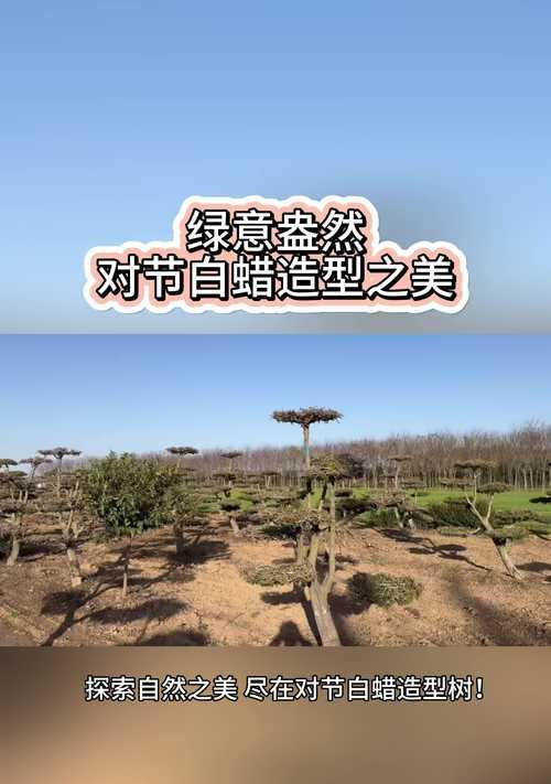 白蜡树修剪造型技巧是什么？