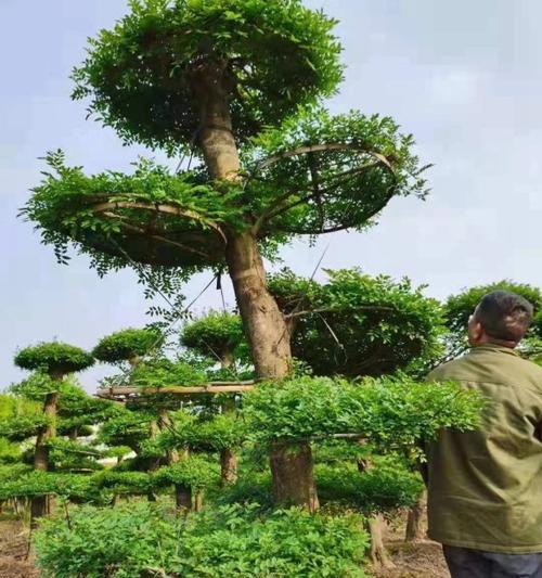 白蜡树修剪造型技巧是什么？