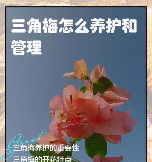 三角梅的管理方法和养护要点是什么？
