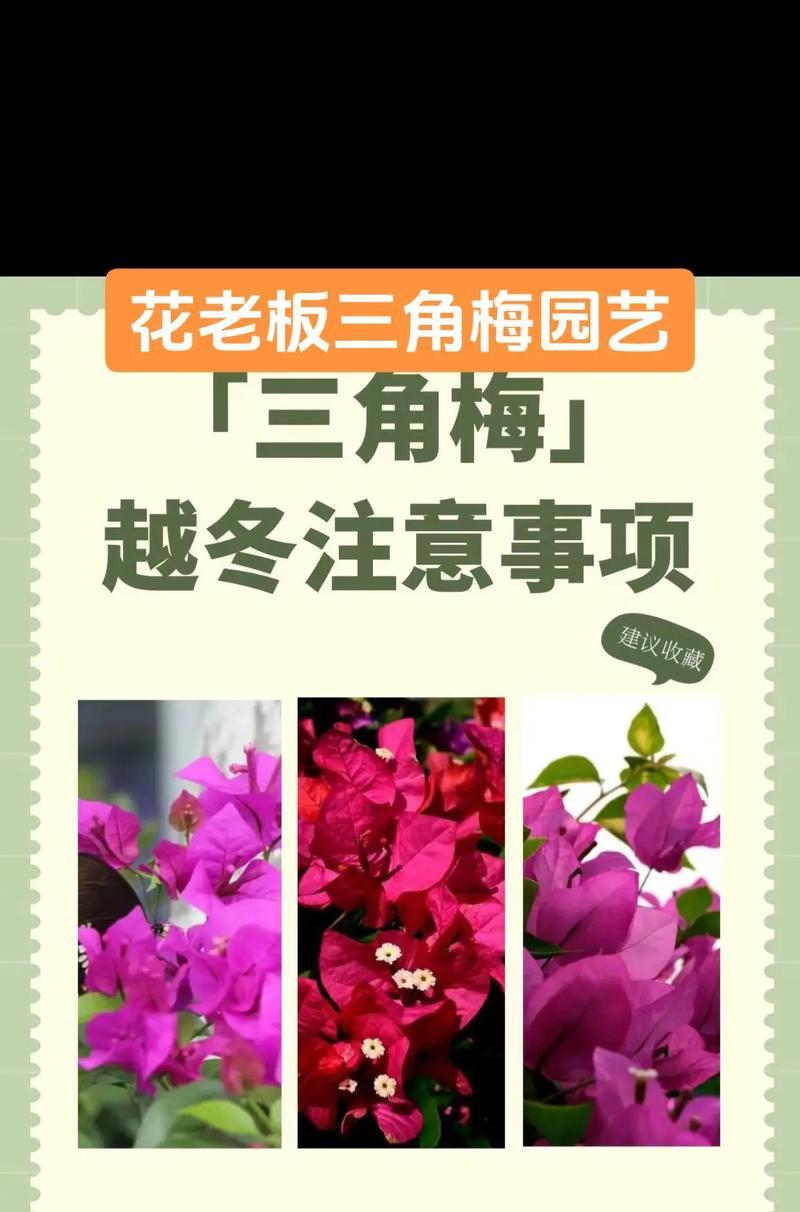 三角梅的管理方法和养护要点是什么？