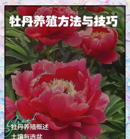牡丹菊的养殖方法是什么？