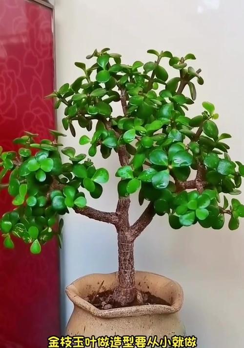 金枝玉叶花的养殖方法有哪些？