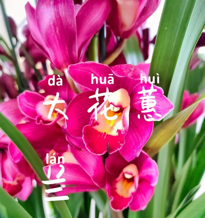 花的科属有哪些？怎样区分不同科属的花卉？