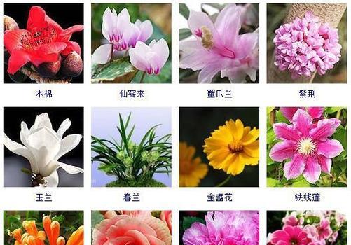 花的科属有哪些？怎样区分不同科属的花卉？