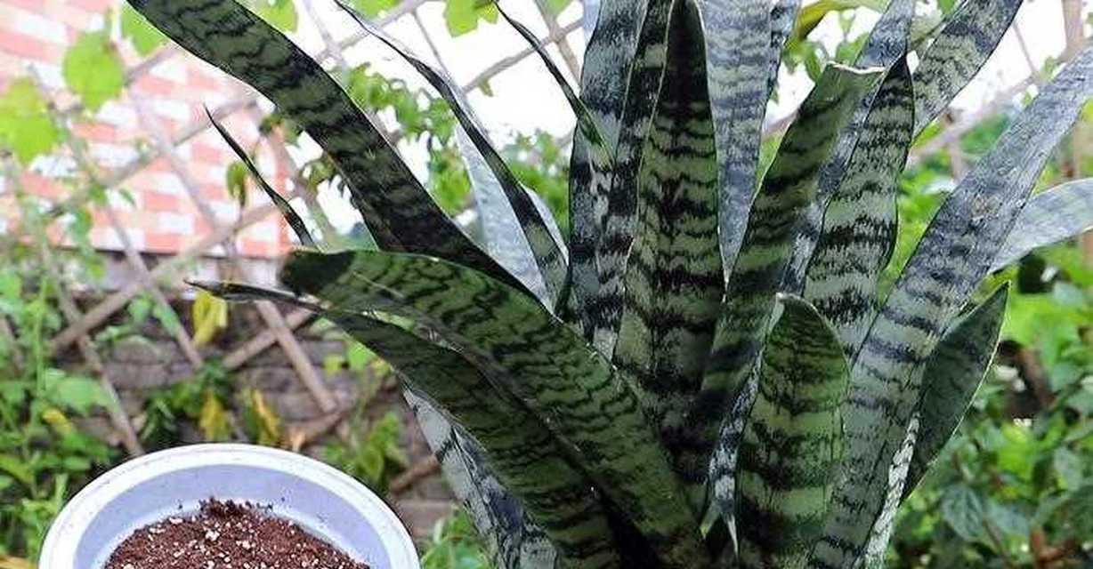 虎尾兰有哪些品种？如何选择适合的虎尾兰品种？