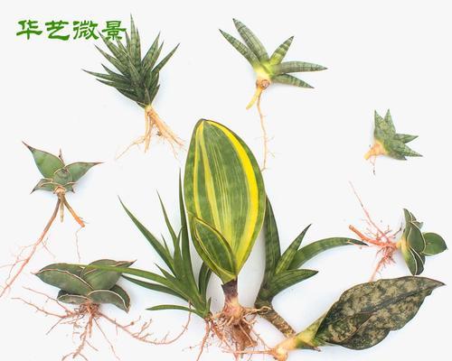 虎尾兰有哪些品种？如何选择适合的虎尾兰品种？