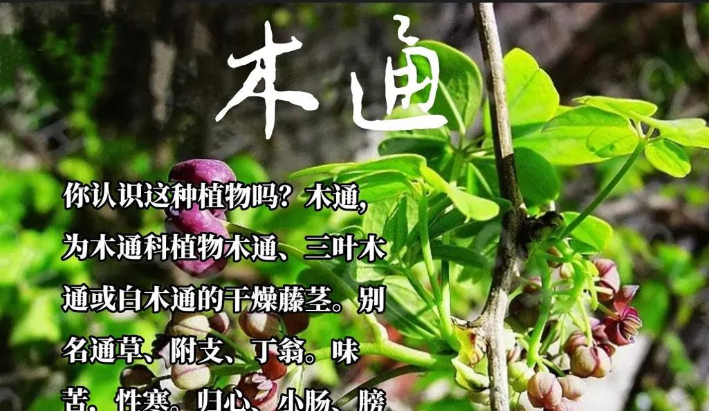 三叶花的养殖方法和常见问题解答？