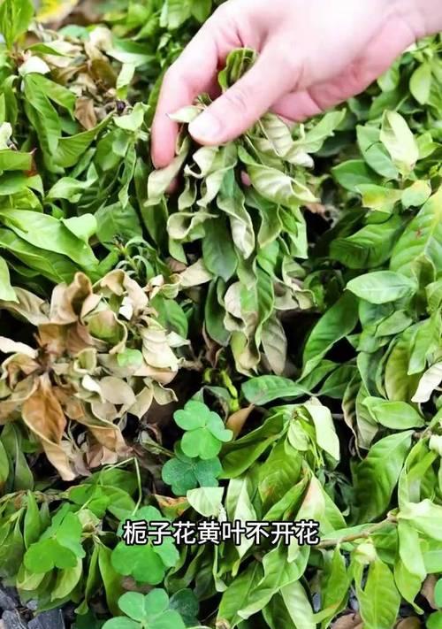 栀子花黄叶问题如何解决？