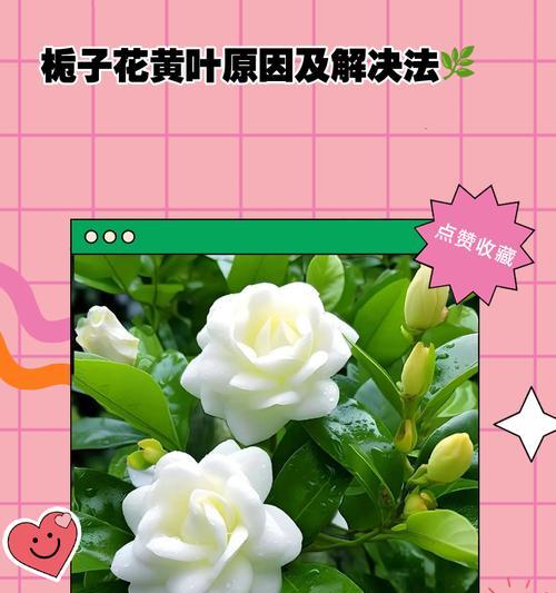 栀子花黄叶问题如何解决？
