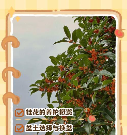 金桂的正确养殖方法是什么？