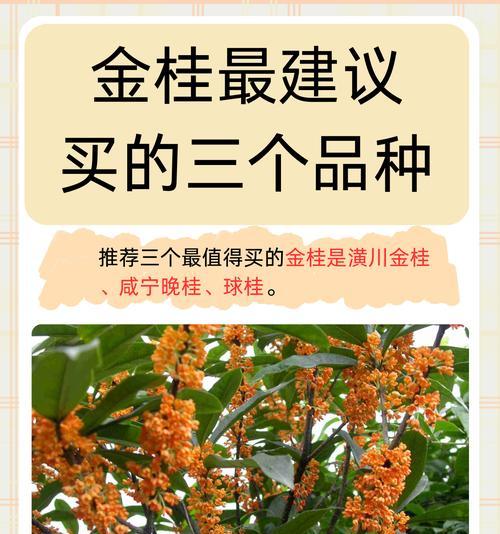 金桂的正确养殖方法是什么？