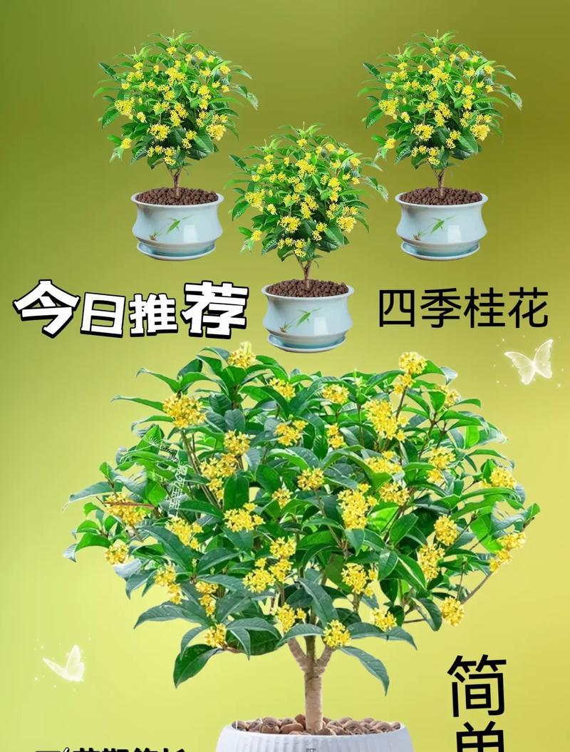 金桂的正确养殖方法是什么？
