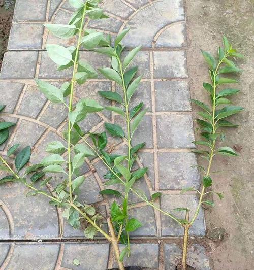 连翘品种有哪些？连翘品种的种植技巧是什么？