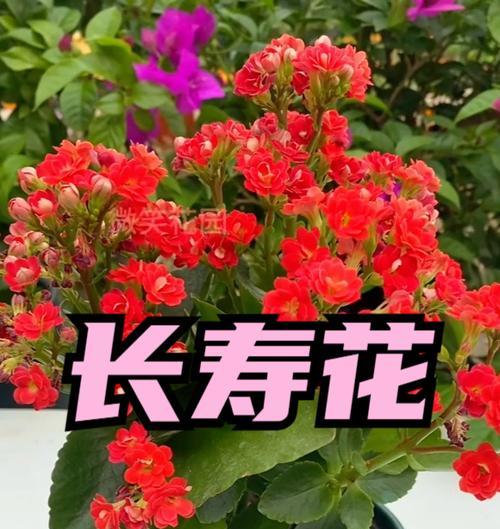 长寿花催花的有效方法是什么？