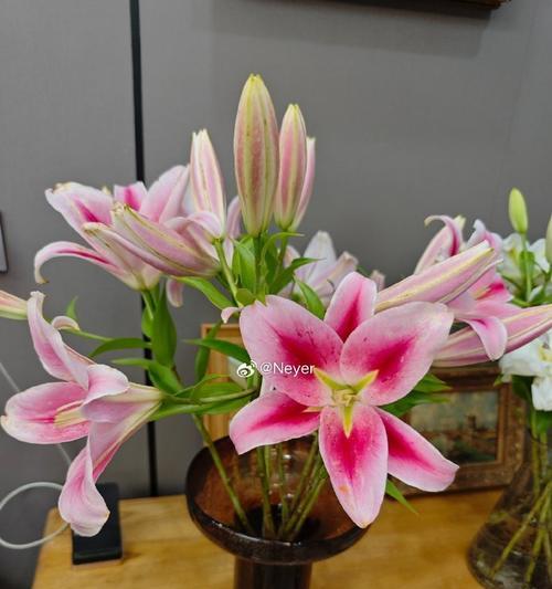 百合切花的最佳时机和方法是什么？