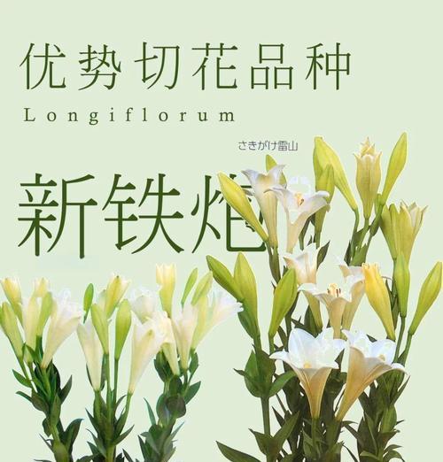 百合切花的最佳时机和方法是什么？