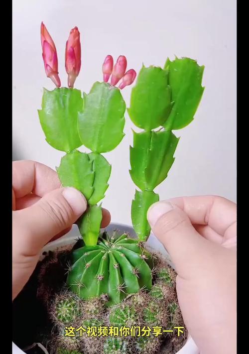 仙人掌嫁接白檀的技巧和步骤是什么？