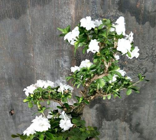六月雪植物需要什么肥料？施肥的正确方法是什么？