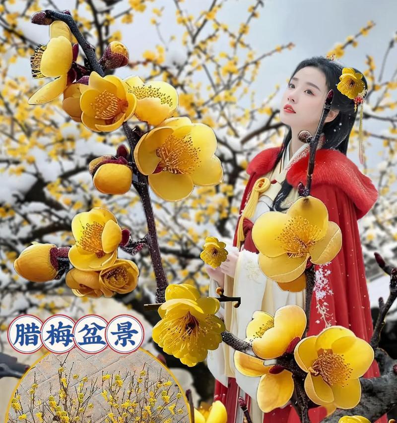 腊梅花盆景养护技巧有哪些？