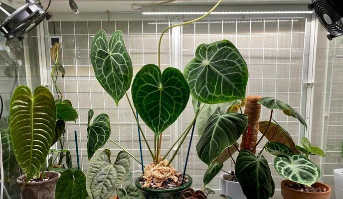 盘景植物有哪些品种？如何打造完美的盘景品种？