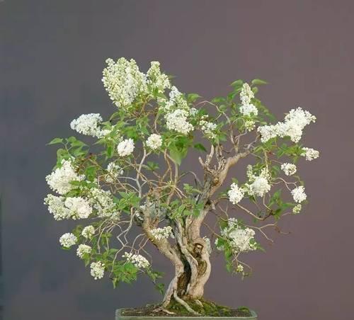 盘景植物有哪些品种？如何打造完美的盘景品种？