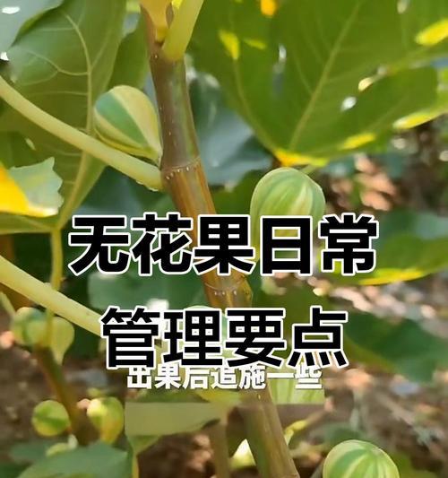 无花果的栽种步骤是什么？