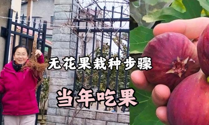 无花果的栽种步骤是什么？