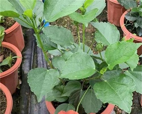 扶桑种植的步骤是什么？