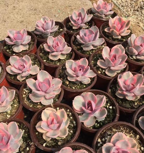 彩虹植物的养殖方法是什么？有哪些注意事项？
